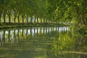 Restaurer la voûte arborée du canal du Midi