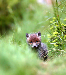 Comprendre la biodiversité des fleuves, rivières et canaux
