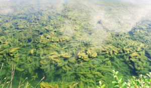 Myriophylle dans la vallée de la Meuse