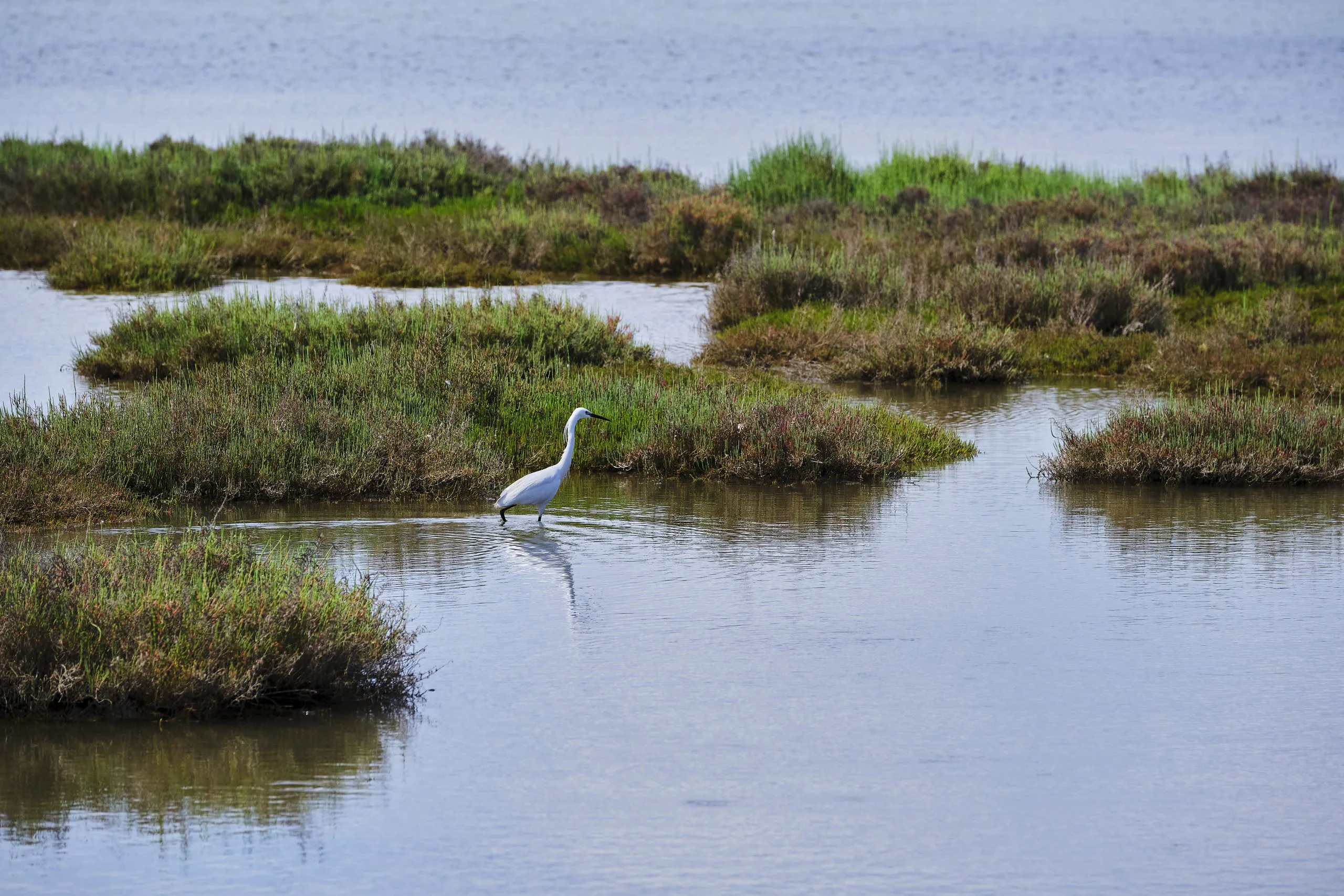 En Camargue, lutter contre la salinisation