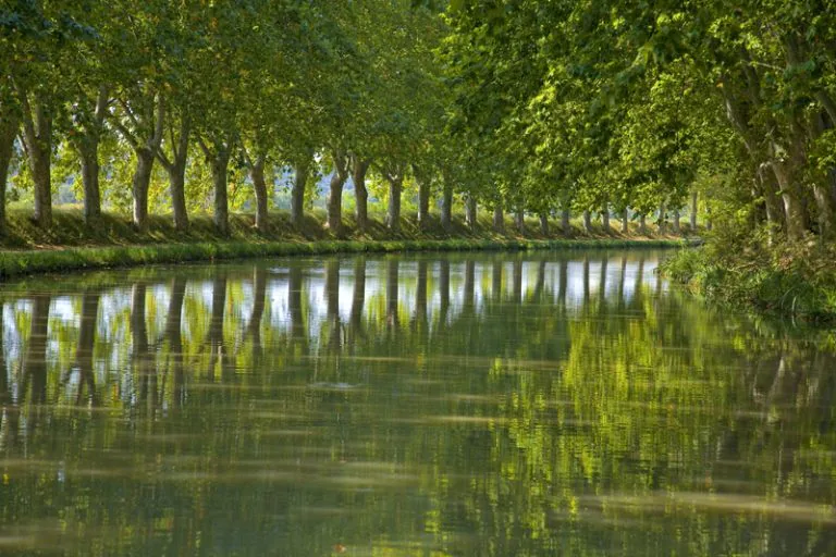 Restaurer la voûte arborée du canal du Midi