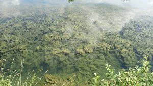 Lutte contre les espèces exotiques envahissantes